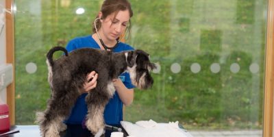 The Year Estimation of Becoming a Veterinarian Assistant