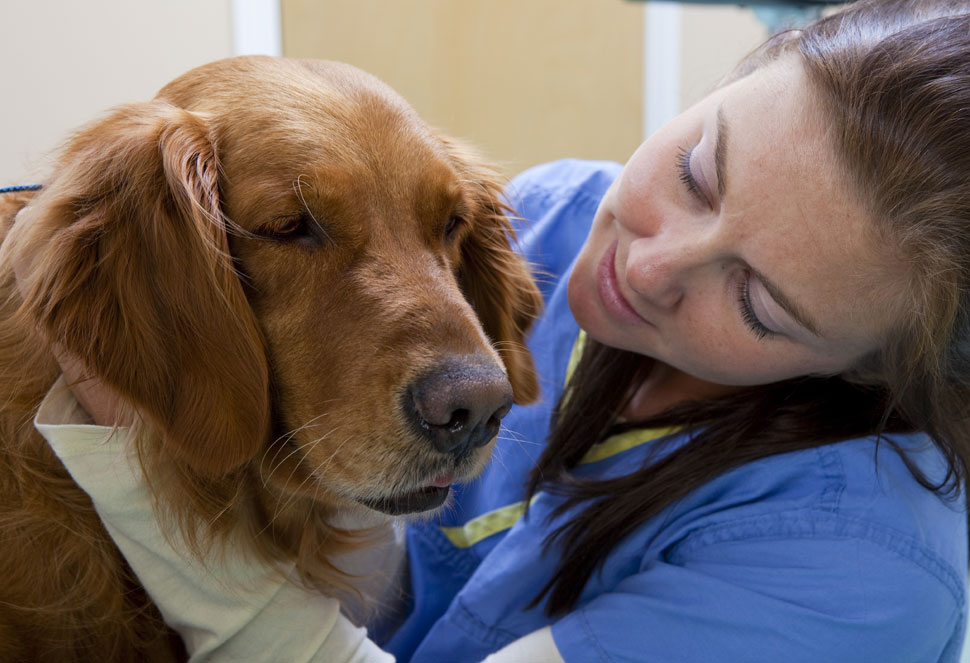 How long does it take to become a veterinary technician?